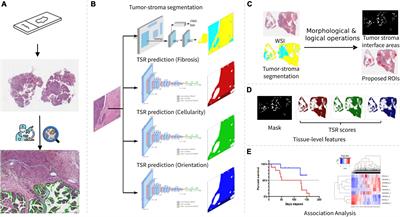 Computational tumor stroma reaction evaluation led to novel prognosis-associated fibrosis and molecular signature discoveries in high-grade serous ovarian carcinoma